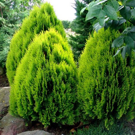 Thuja orientalis "Aurea Nana" - tuja východná